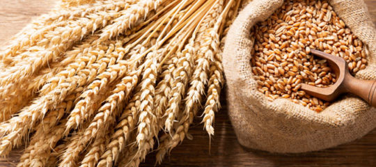 Vente de blé directement en ligne